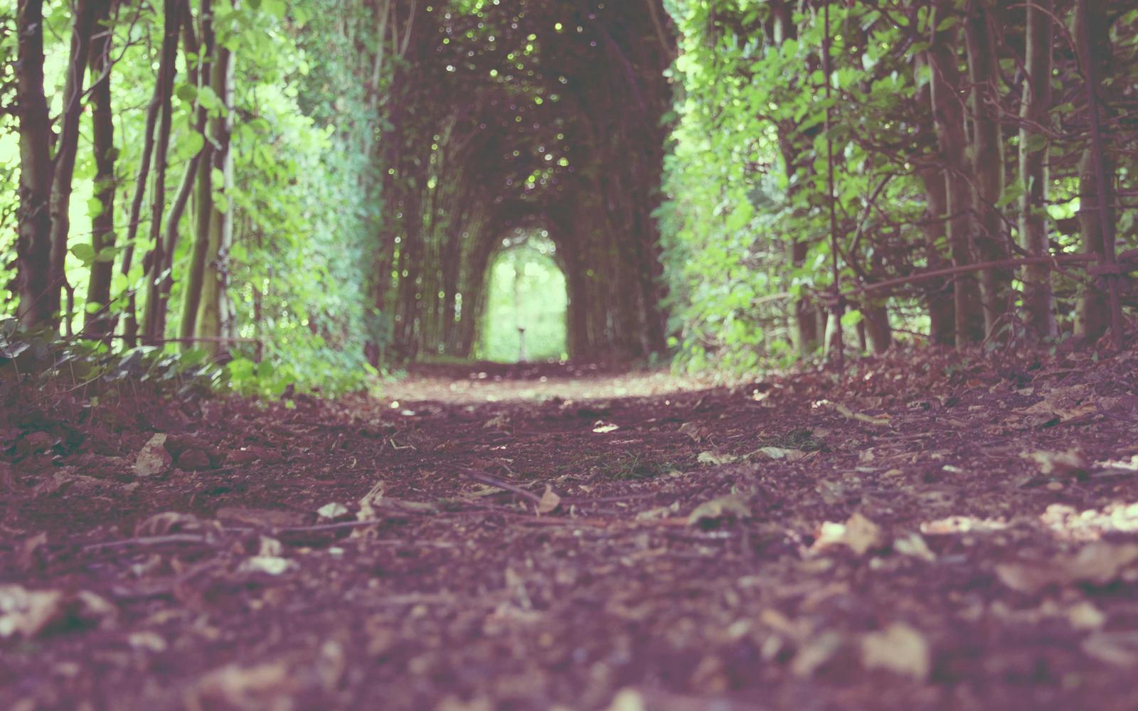 Meadow Footpath Walk