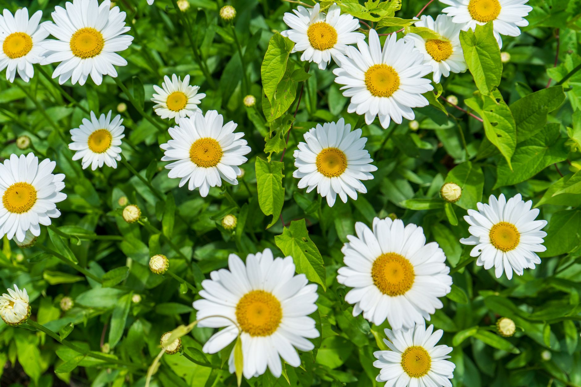 Oxeye Daisy Flowers