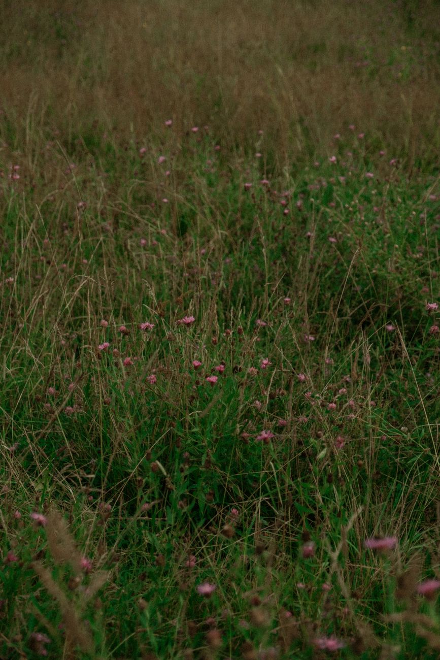 Wildflower Meadow