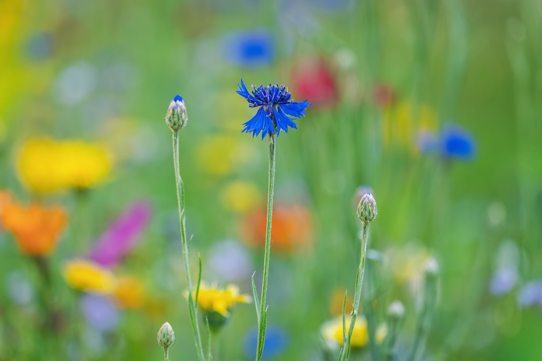 Wildflower Field Closeup